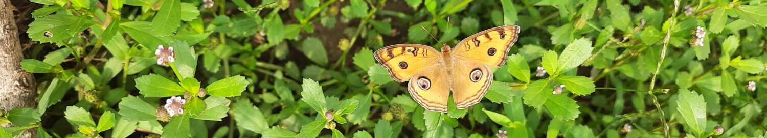 Research & Development for Environment And Education